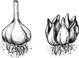 Ирина Иофина - Сбор и хранение урожая