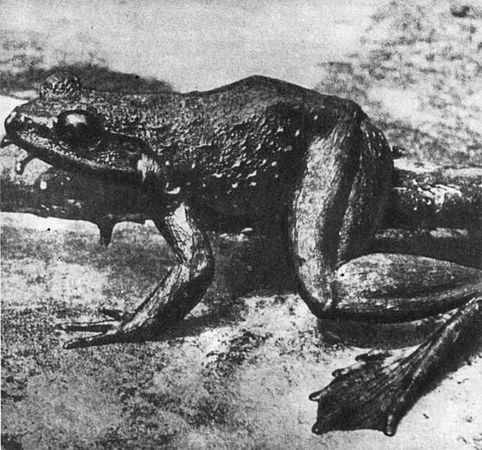 Игорь Акимушкин - Мир животных. Рассказы о змеях, крокодилах, черепахах,...