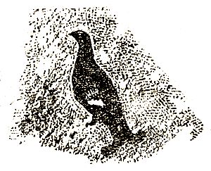 Евгений Чарушин - Охотничьи рассказы