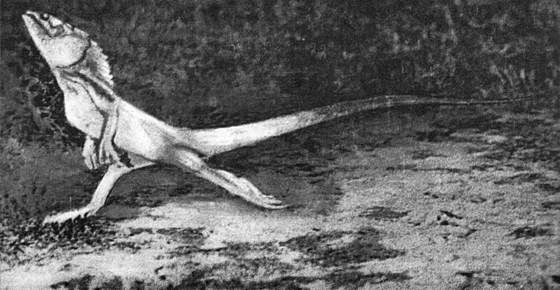 Игорь Акимушкин - Мир животных. Рассказы о змеях, крокодилах, черепахах,...