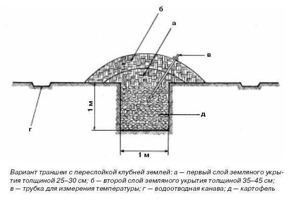 Ирина Иофина - Сбор и хранение урожая