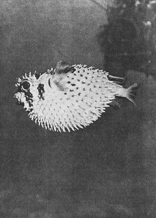 Игорь Акимушкин - Мир животных. Рассказы о змеях, крокодилах, черепахах,...