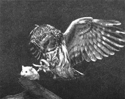 Игорь Акимушкин - Трагедия диких животных