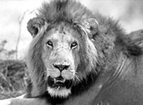 Галина Гальперина, Людмила Смирнова и др. - Рекорды в мире животных