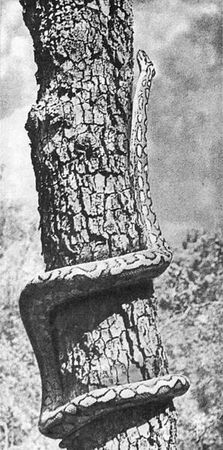 Игорь Акимушкин - Мир животных. Рассказы о змеях, крокодилах, черепахах,...