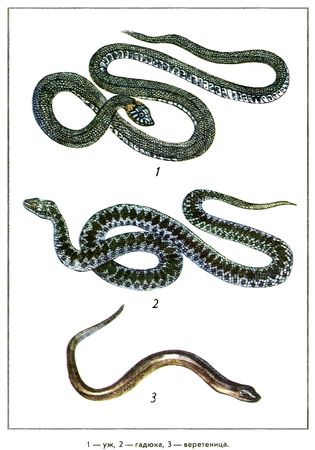 Юрий Дмитриев - Путешествие на всю жизнь