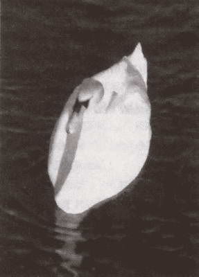 Вадим Бурлак - Неизвестный Нью-Йорк. История. Легенды. Предания