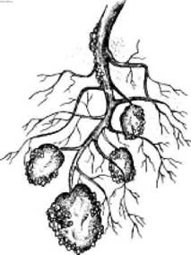 Ирина Иофина - Сбор и хранение урожая