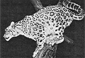 Галина Гальперина, Людмила Смирнова и др. - Рекорды в мире животных