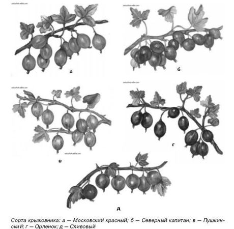Ирина Иофина - Сбор и хранение урожая