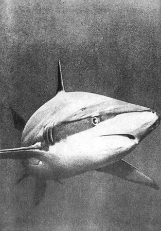 Игорь Акимушкин - Мир животных. Рассказы о змеях, крокодилах, черепахах,...