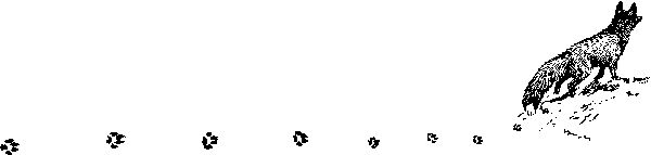 Снежная книга