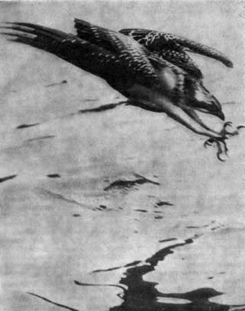 Игорь Акимушкин - Трагедия диких животных