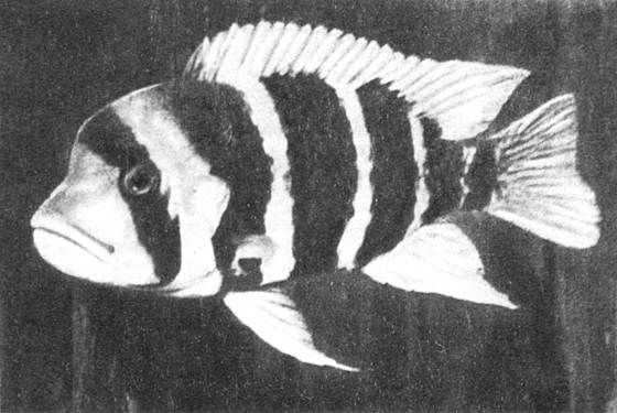 Игорь Акимушкин - Мир животных. Рассказы о змеях, крокодилах, черепахах,...