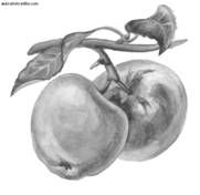 Ирина Иофина - Сбор и хранение урожая