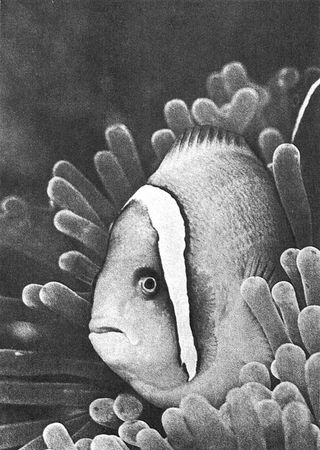 Игорь Акимушкин - Мир животных. Рассказы о змеях, крокодилах, черепахах,...