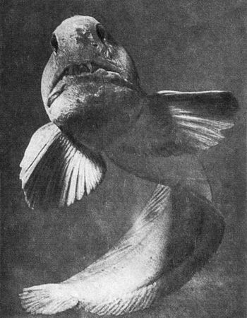 Игорь Акимушкин - Мир животных. Рассказы о змеях, крокодилах, черепахах,...