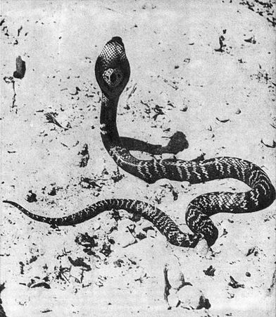 Игорь Акимушкин - Мир животных. Рассказы о змеях, крокодилах, черепахах,...