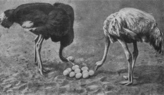 Игорь Акимушкин - Трагедия диких животных