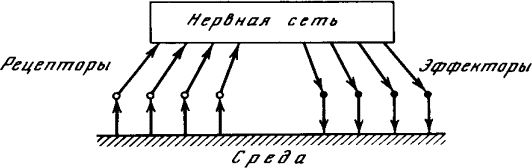 Турчин Фёдорович - Феномен науки. Кибернетический подход к эволюции