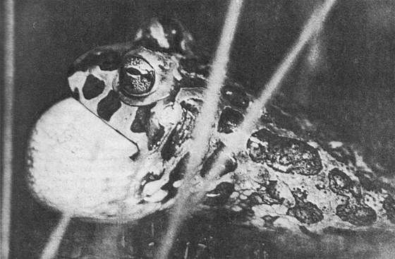 Игорь Акимушкин - Мир животных. Рассказы о змеях, крокодилах, черепахах,...