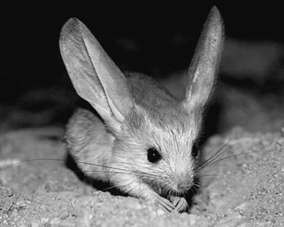 Анатолий Бернацкий - 100 великих рекордов животных