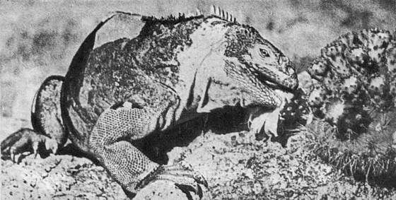 Игорь Акимушкин - Мир животных. Рассказы о змеях, крокодилах, черепахах,...