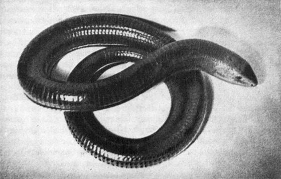 Игорь Акимушкин - Мир животных. Рассказы о змеях, крокодилах, черепахах,...