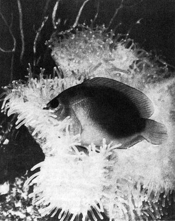 Игорь Акимушкин - Мир животных. Рассказы о змеях, крокодилах, черепахах,...