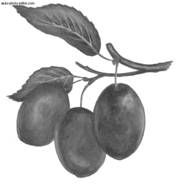 Ирина Иофина - Сбор и хранение урожая