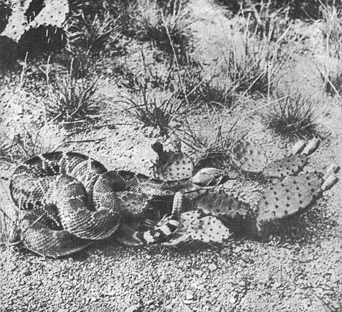 Игорь Акимушкин - Мир животных. Рассказы о змеях, крокодилах, черепахах,...