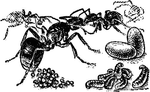 Виктор Гребенников - Тайны мира насекомых