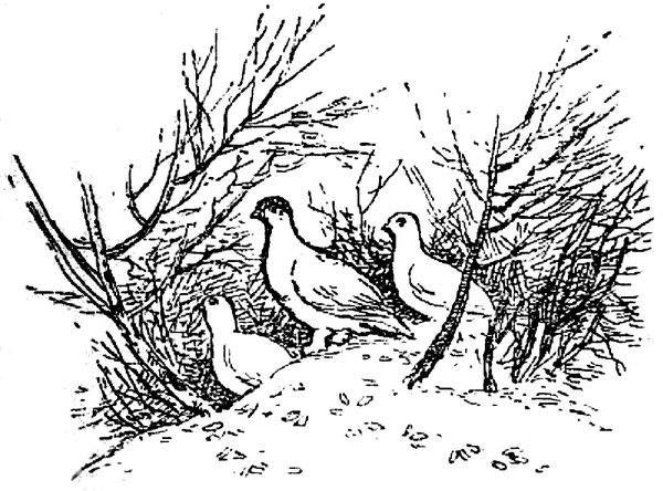 Григорий Федосеев - Таежные встречи