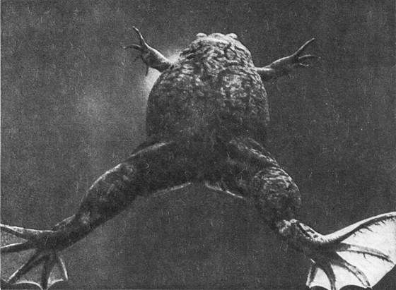 Игорь Акимушкин - Мир животных. Рассказы о змеях, крокодилах, черепахах,...