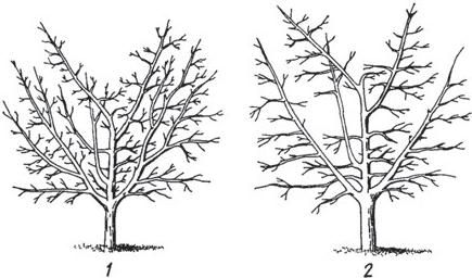 Р. Ноздрачева - Черешня. Районированные сорта. Опыт выращивания в Черноземье