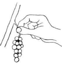 Ирина Иофина - Сбор и хранение урожая