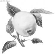 Ирина Иофина - Сбор и хранение урожая