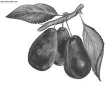 Ирина Иофина - Сбор и хранение урожая