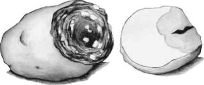 Ирина Иофина - Сбор и хранение урожая