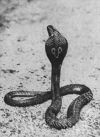 Игорь Акимушкин - Мир животных. Рассказы о змеях, крокодилах, черепахах,...