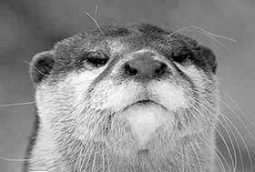 Галина Гальперина, Людмила Смирнова и др. - Рекорды в мире животных