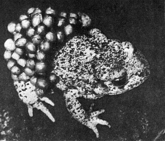 Игорь Акимушкин - Мир животных. Рассказы о змеях, крокодилах, черепахах,...