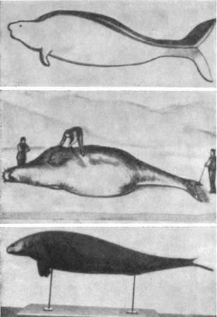 Игорь Акимушкин - Трагедия диких животных