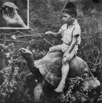 Игорь Акимушкин - Трагедия диких животных