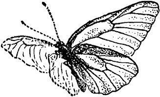 Виктор Гребенников - Тайны мира насекомых