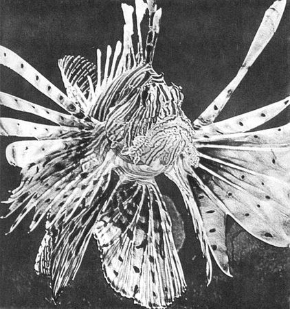 Игорь Акимушкин - Мир животных. Рассказы о змеях, крокодилах, черепахах,...