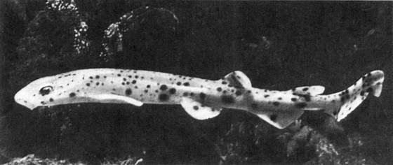 Игорь Акимушкин - Мир животных. Рассказы о змеях, крокодилах, черепахах,...