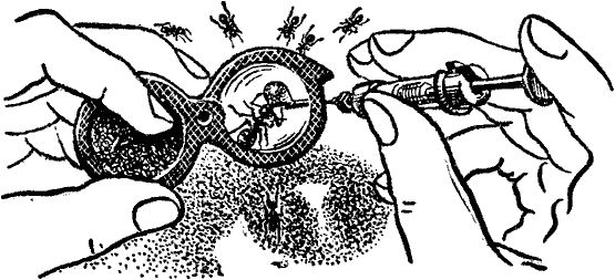 Виктор Гребенников - Тайны мира насекомых