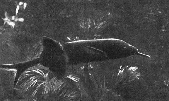 Игорь Акимушкин - Мир животных. Рассказы о змеях, крокодилах, черепахах,...