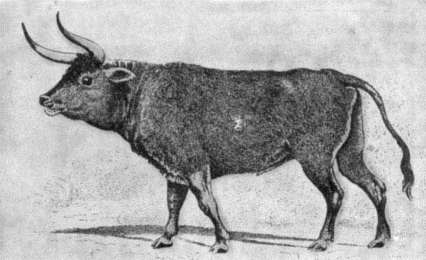 Игорь Акимушкин - Трагедия диких животных